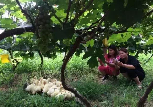 山東省2020年春季高考農(nóng)林果蔬類專業(yè)技能考試考務(wù)會(huì)在我院召開