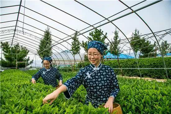 我院組織召開山東省高等職業(yè)教育茶樹栽培與茶葉加工專業(yè)教學(xué)指導(dǎo)方案評(píng)審會(huì)