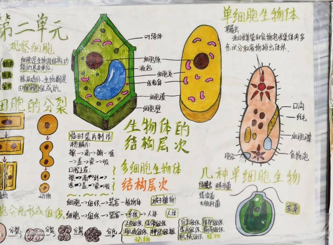 孟津?qū)W校六年級秋季實踐活動，探索食品生物科學(xué)，感知農(nóng)場微觀世界